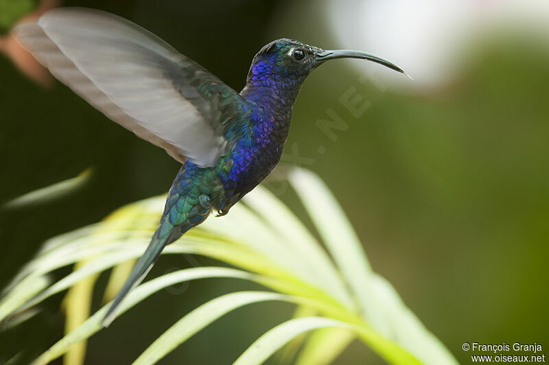 Campyloptère violetadulte