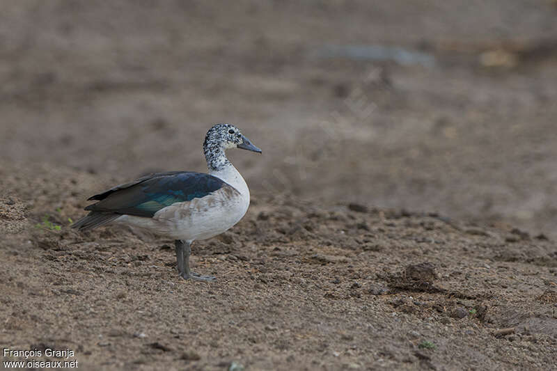 Knob-billed Duck female adult, identification