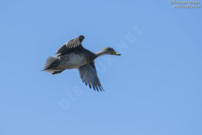 Yellow-billed Pintail