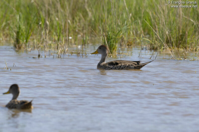 Canard à queue pointue