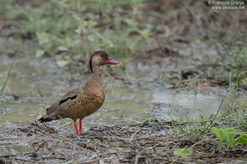 Brazilian Teal