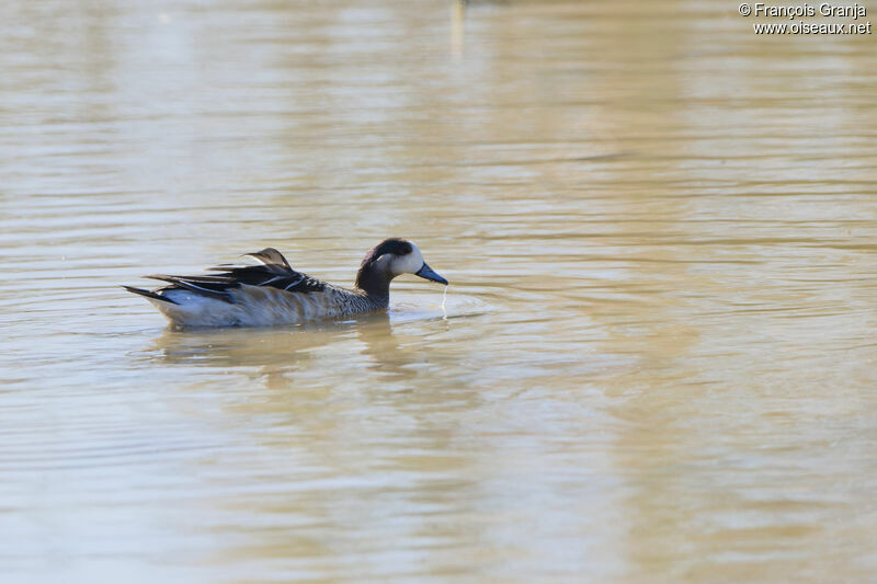 Chiloe Wigeon