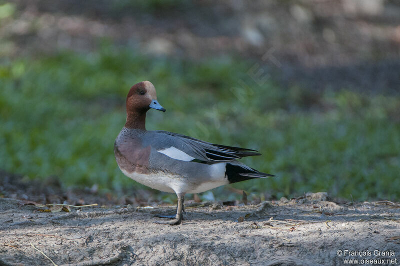 Canard siffleur