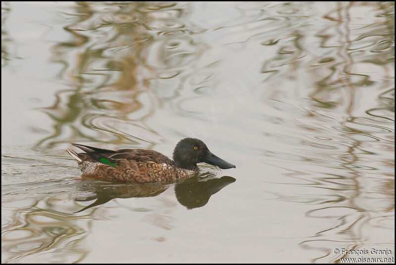 Canard souchet mâle