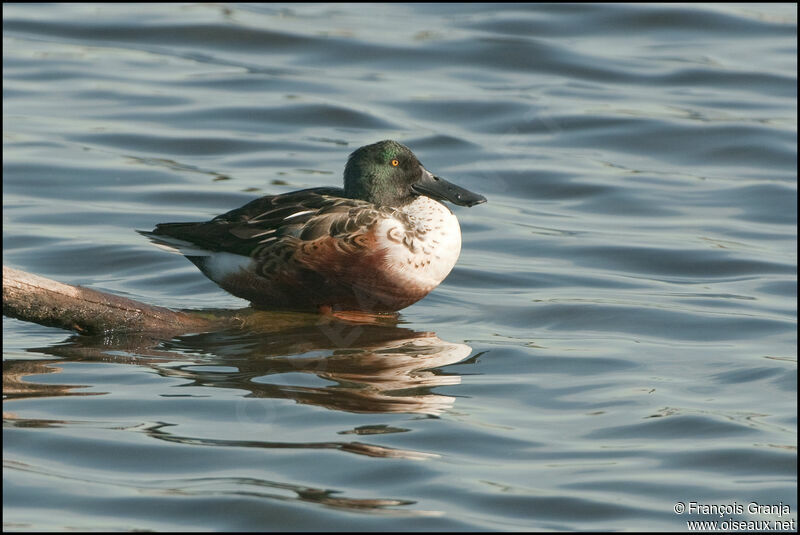 Northern Shoveler male adult