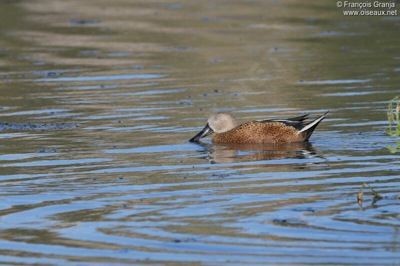 Red Shoveler