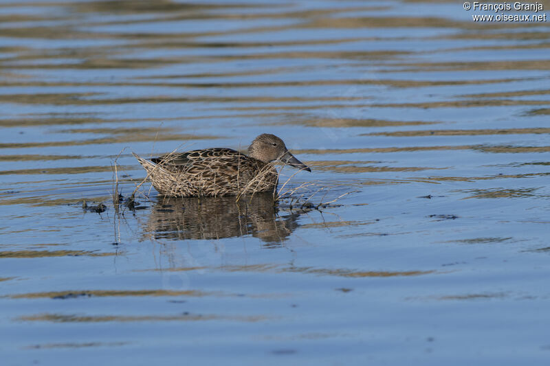 Red Shoveler