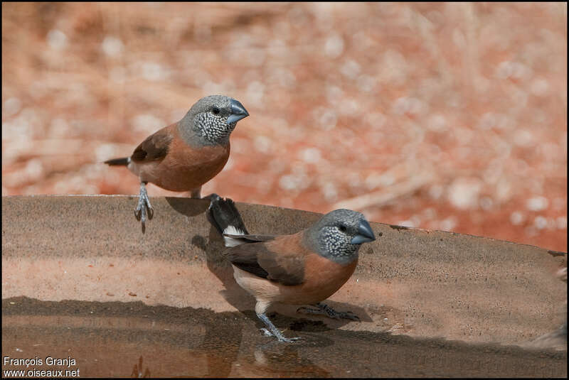 Grey-headed Silverbilladult, pigmentation, drinks