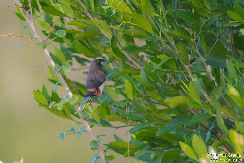 White-rumped Munia