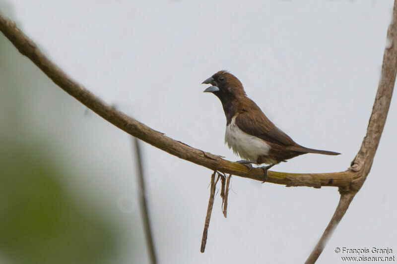 White-rumped Munia