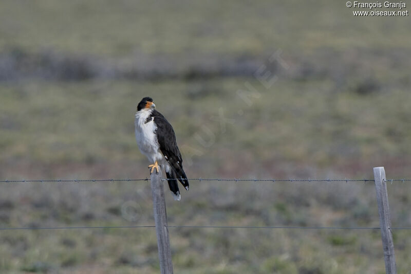 Caracara à gorge blanche