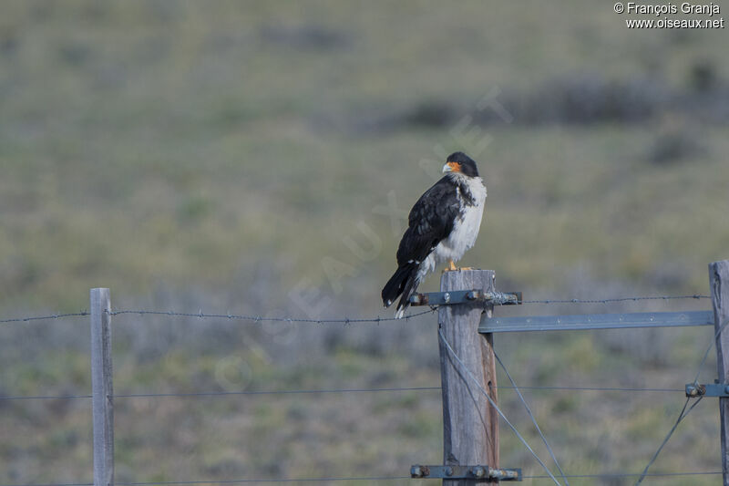 White-throated Caracara