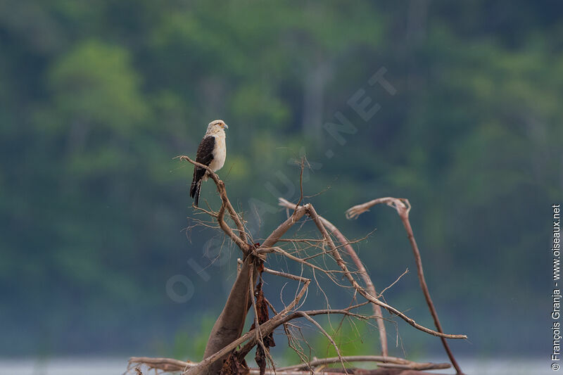 Yellow-headed Caracara