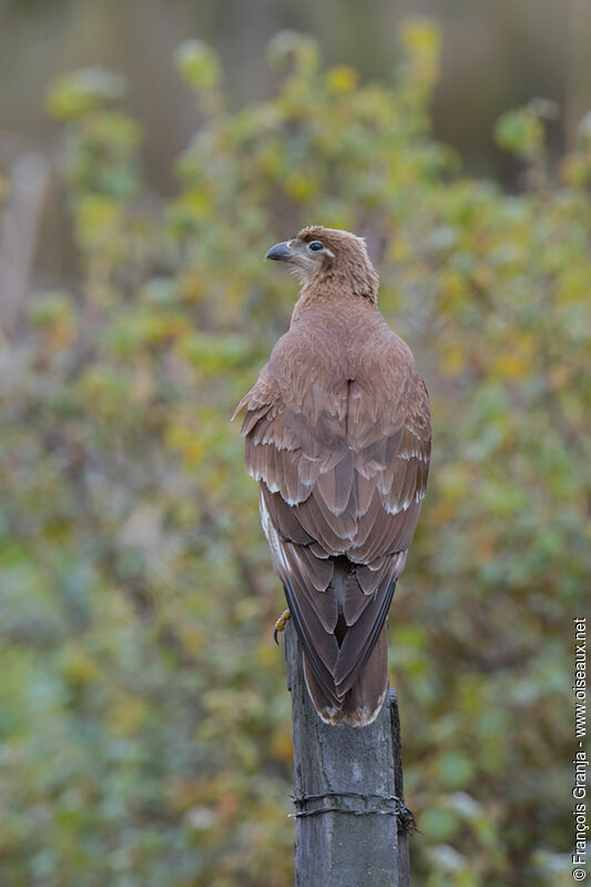 Caracara caronculéimmature