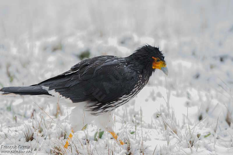 Carunculated Caracaraadult, habitat, pigmentation, walking