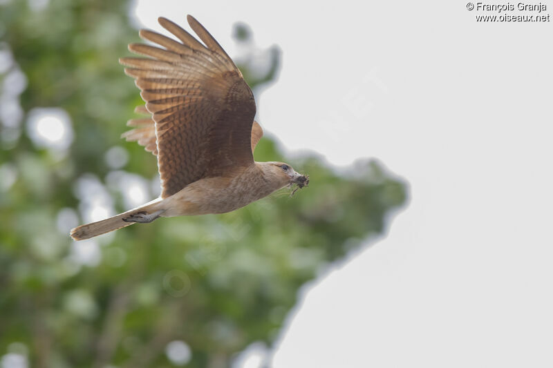 Caracara chimango