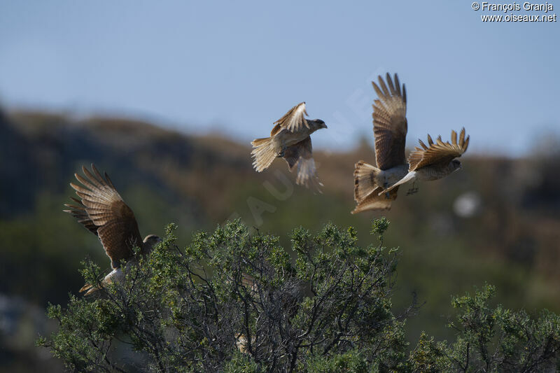 Caracara chimango