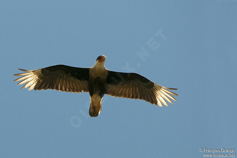 Crested Caracara (cheriway)adult