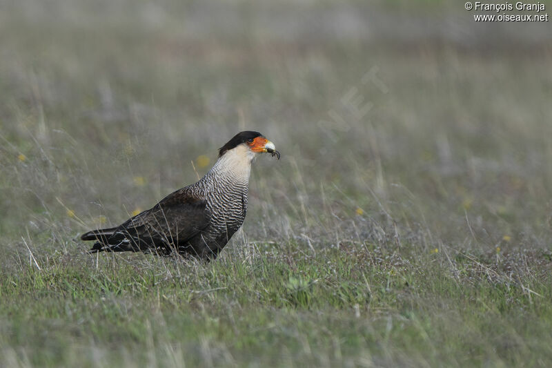 Caracara huppé