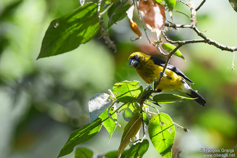 Cardinal à cuisses noires