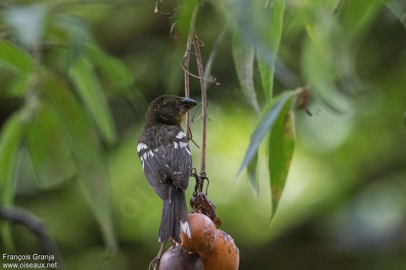 Black-backed Grosbeak female, pigmentation, feeding habits