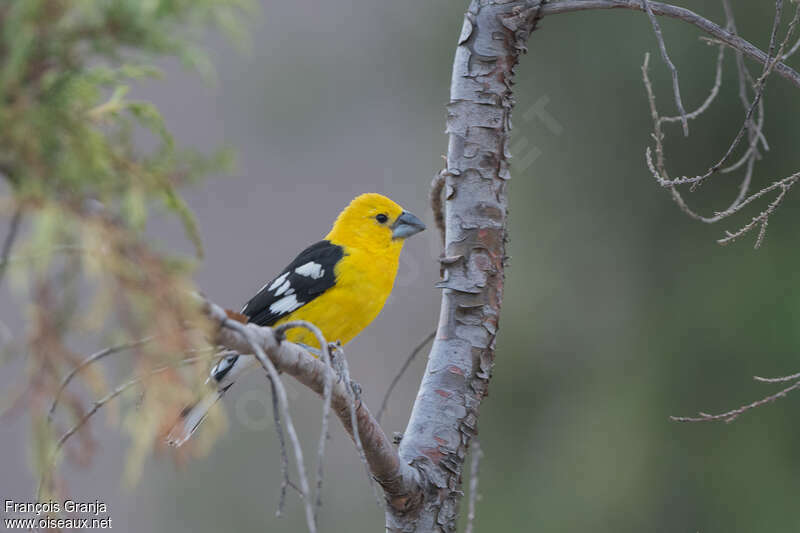 Golden Grosbeak male adult, pigmentation