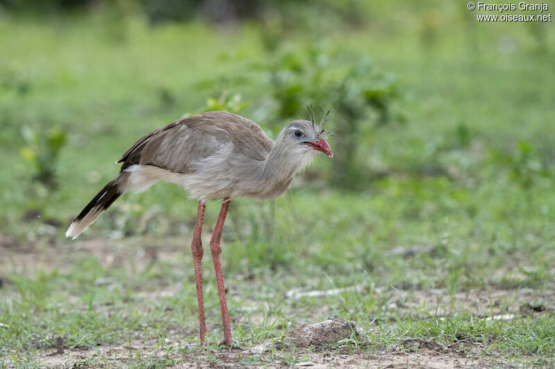 Cariama huppé