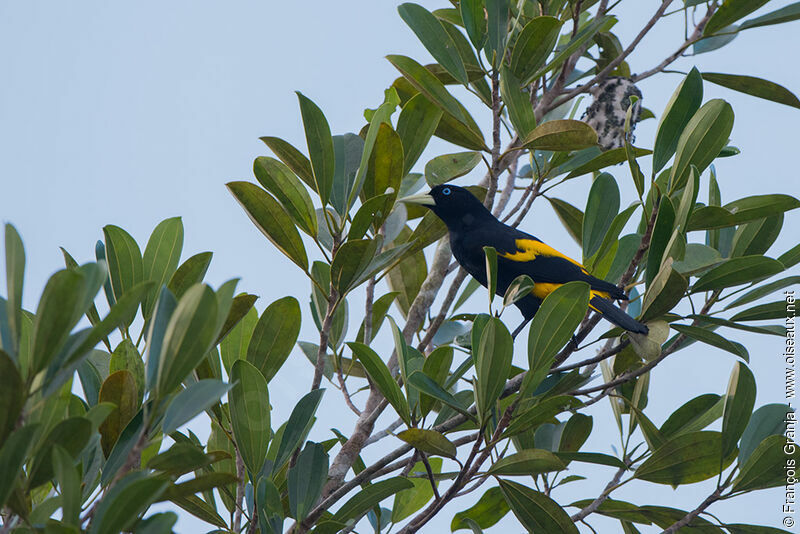 Yellow-rumped Cacique