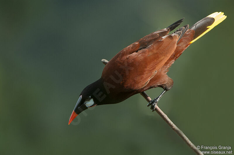 Montezuma Oropendolaadult