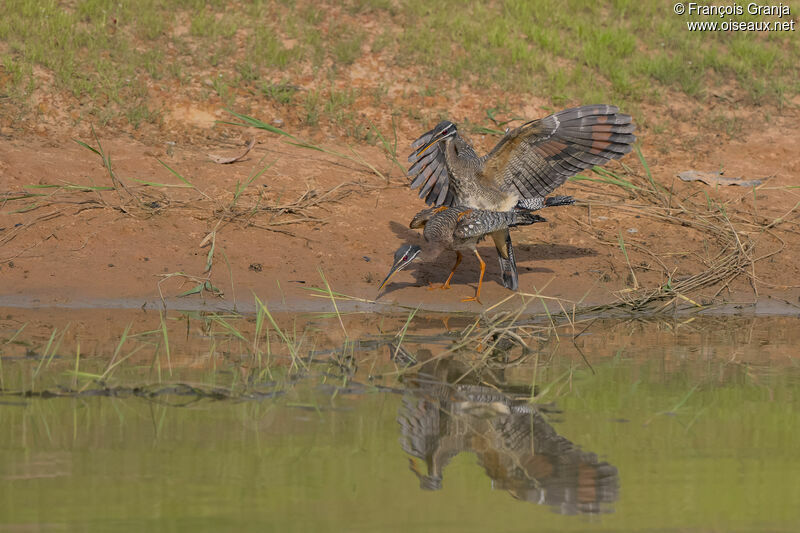 Sunbittern