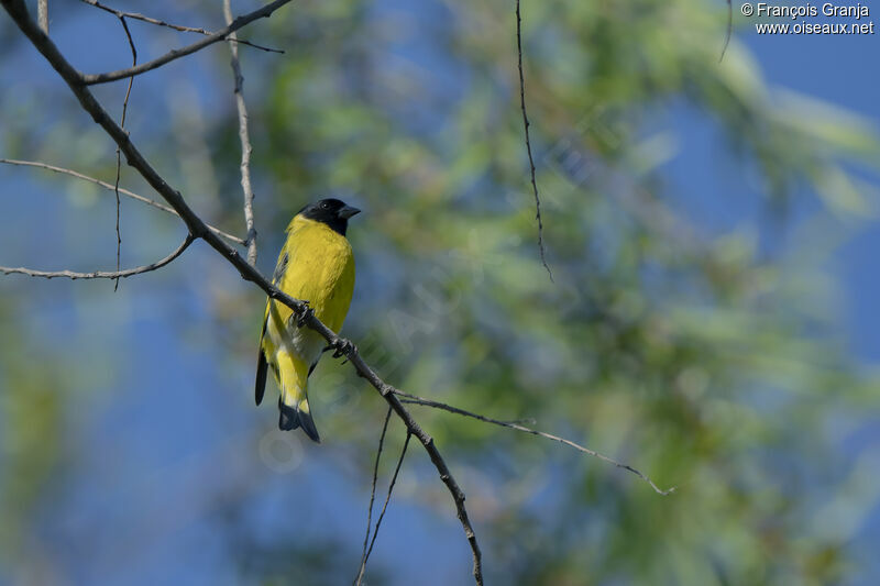 Chardonneret de Magellan