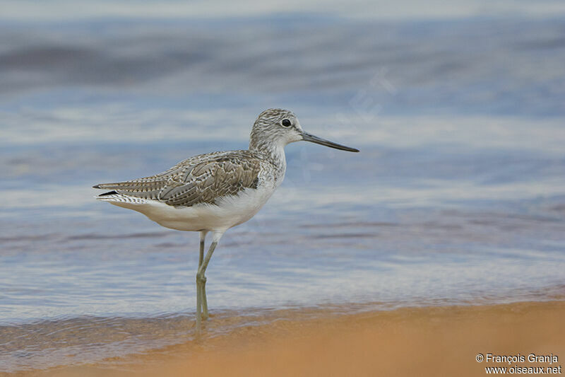 Common Greenshankadult