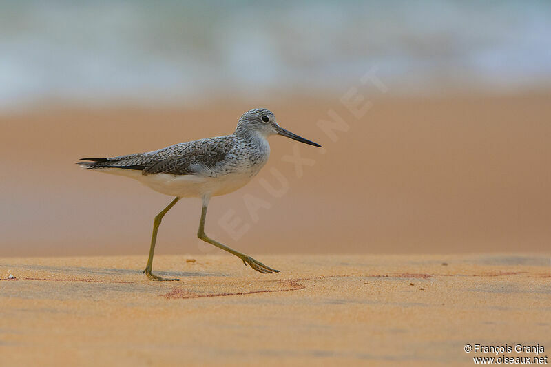 Common Greenshank