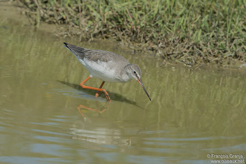 Spotted Redshankadult