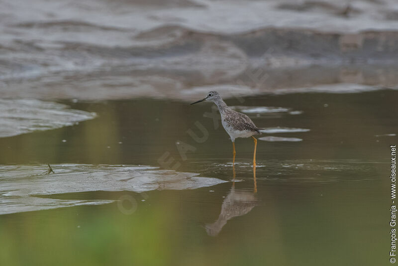 Greater Yellowlegs