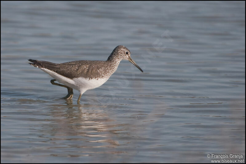 Green Sandpiperadult