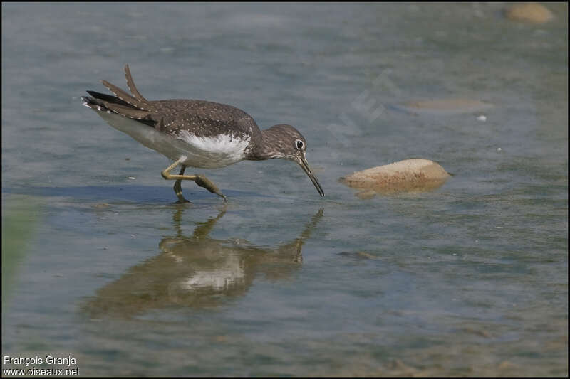 Green Sandpiper, fishing/hunting