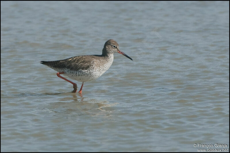 Common Redshankadult