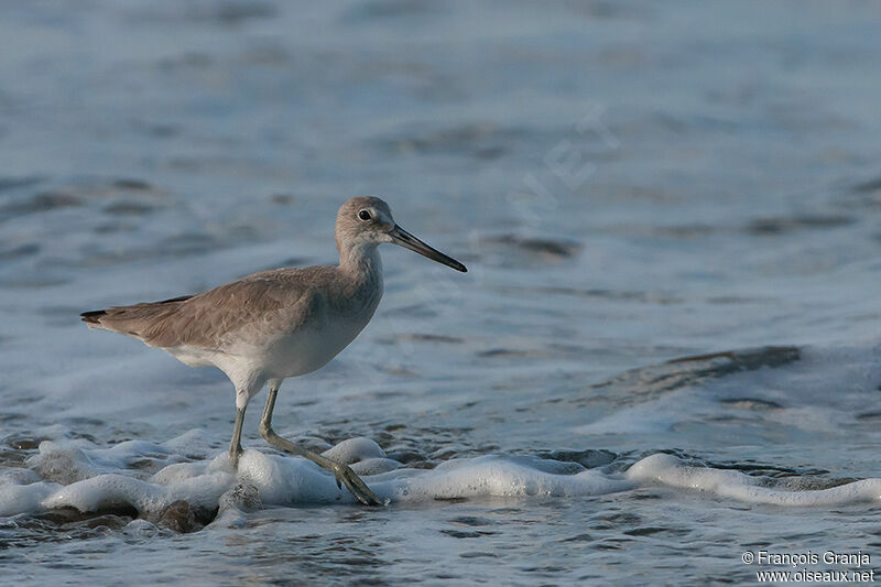 Willet