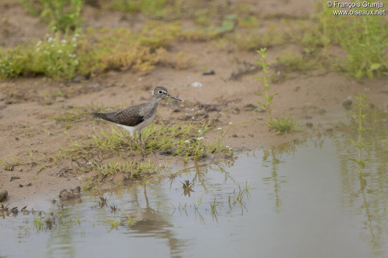 Solitary Sandpiper