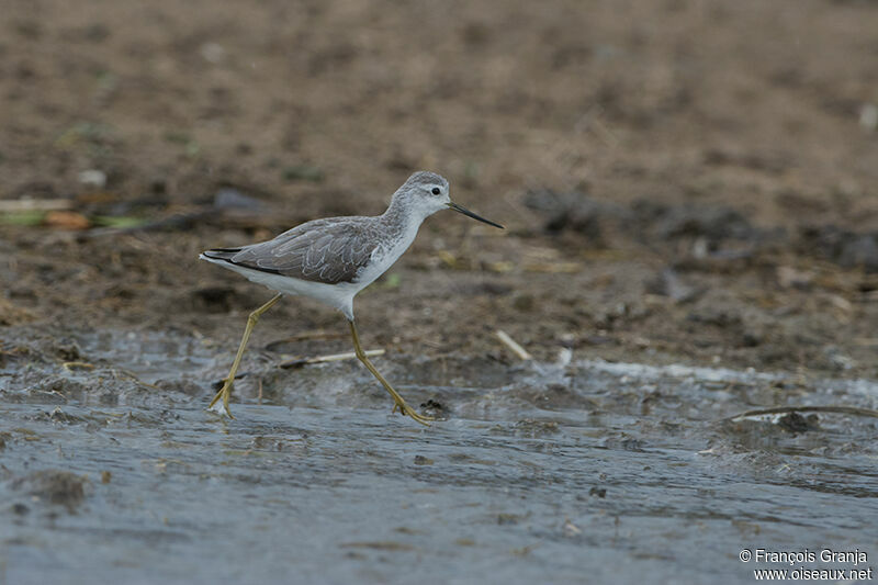 Marsh Sandpiperadult