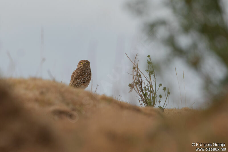 Burrowing Owl