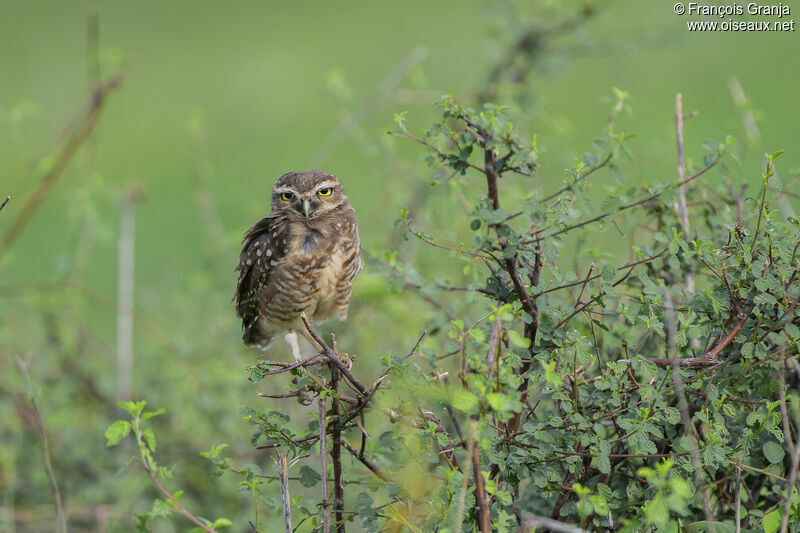 Burrowing Owl