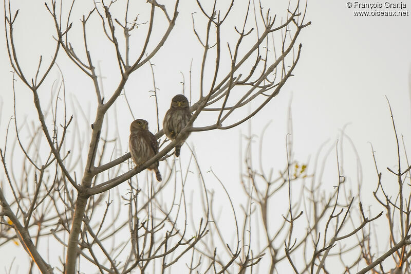 Ferruginous Pygmy Owl