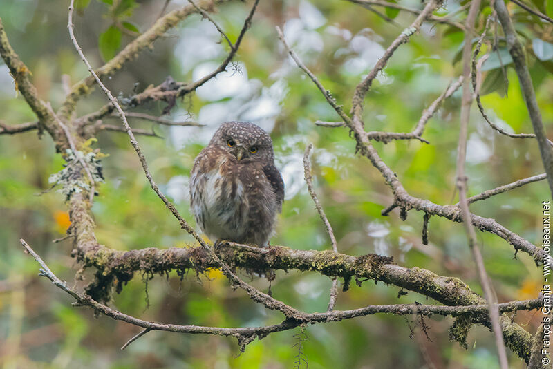 Chevêchette des Andesadulte, identification