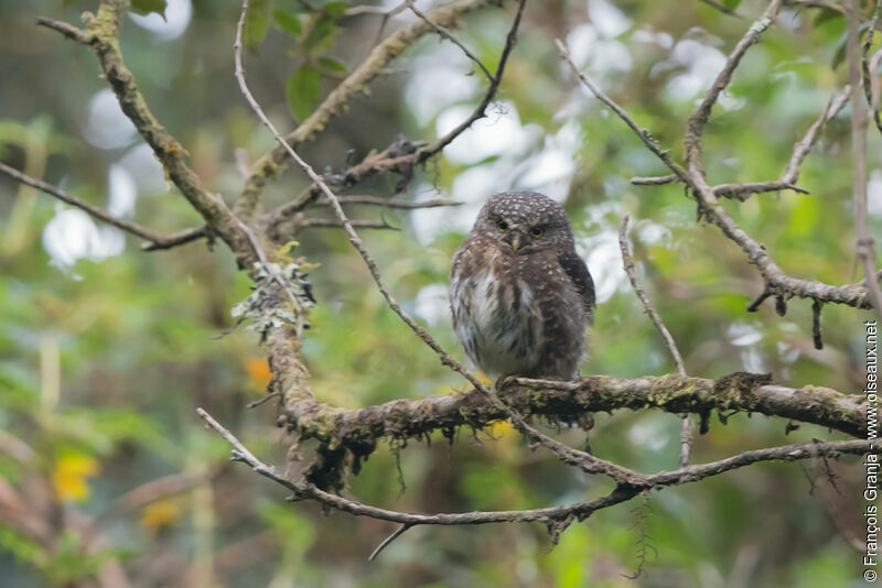 Andean Pygmy Owl