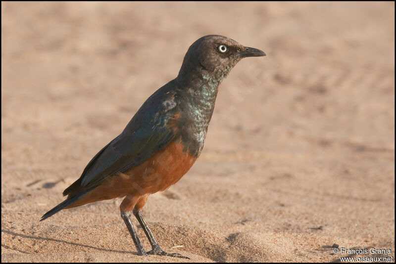 Chestnut-bellied Starling