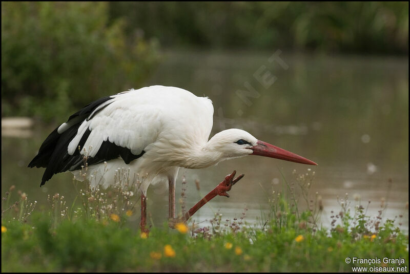 White Storkadult