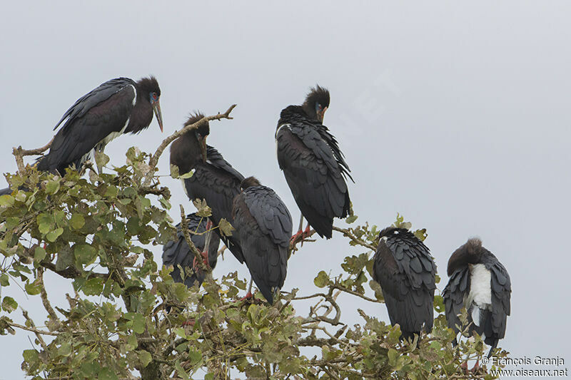 Cigogne d'Abdimadulte