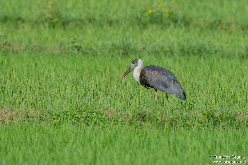 Asian Woolly-necked Stork